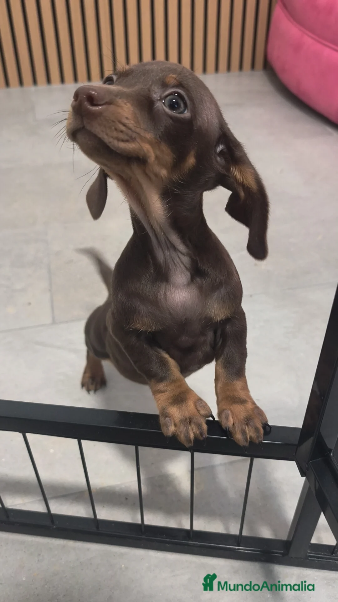 Teckel Miniatura perros en venta: Teckel mini  - Anuncio 6