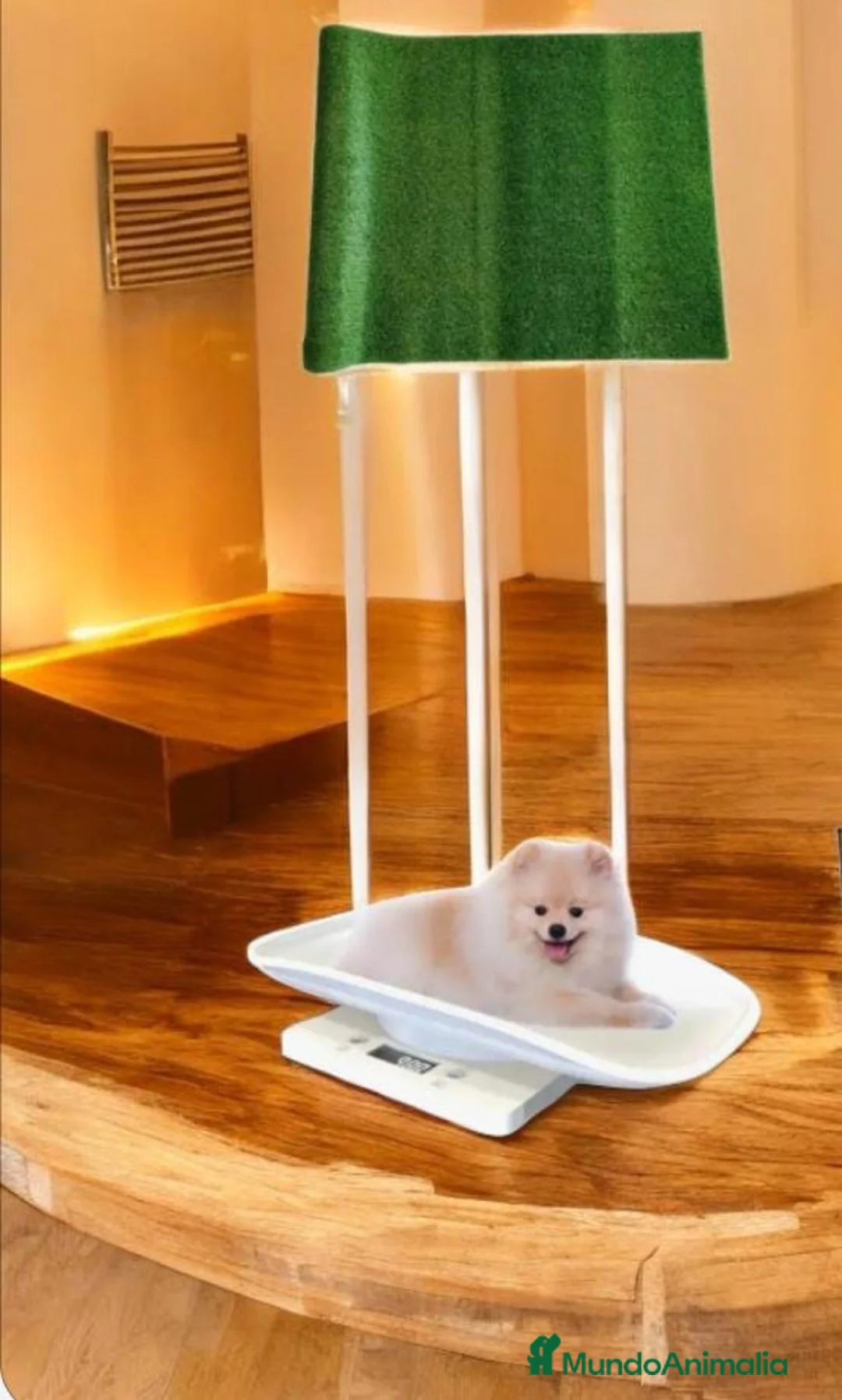 Pomerania perros en venta: Cachorro de pomerania  - Anuncio 1