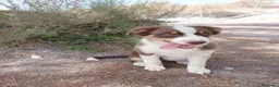 Pastor Australiano perros en venta: PASTOR AUSTRALIANO  - Anuncio 3