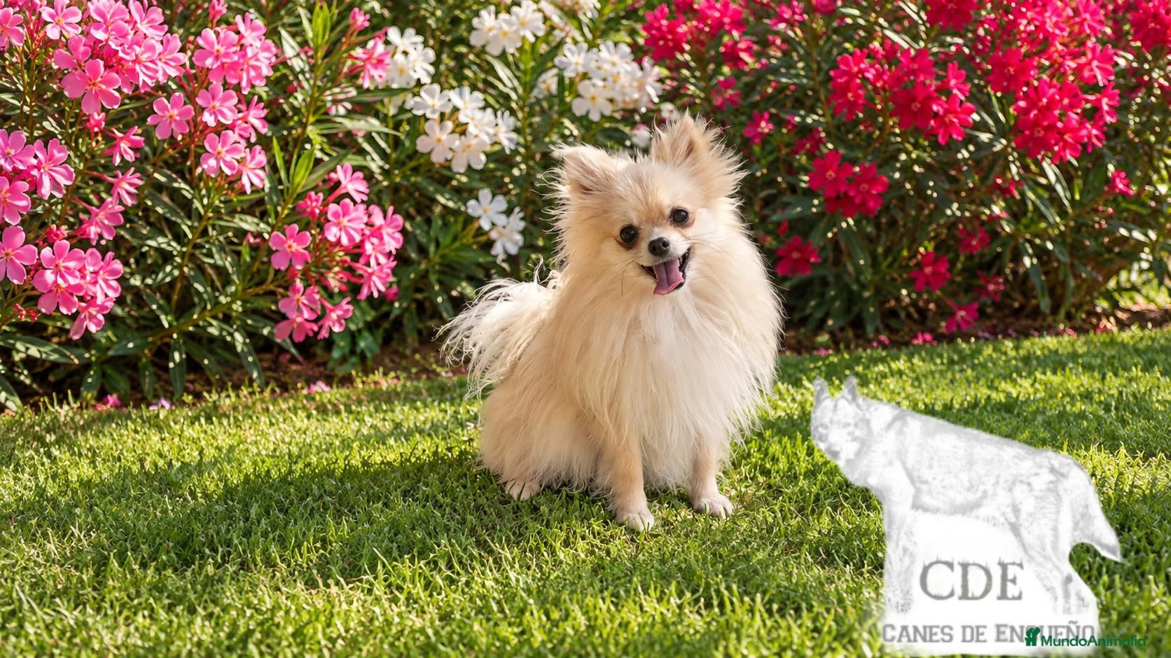 Pomerania perros Clarita,Pomerania toy garantizado  - Anuncio 1