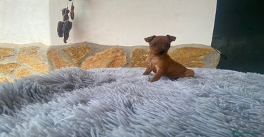 Pinscher Alemán perros - Propaganda 4