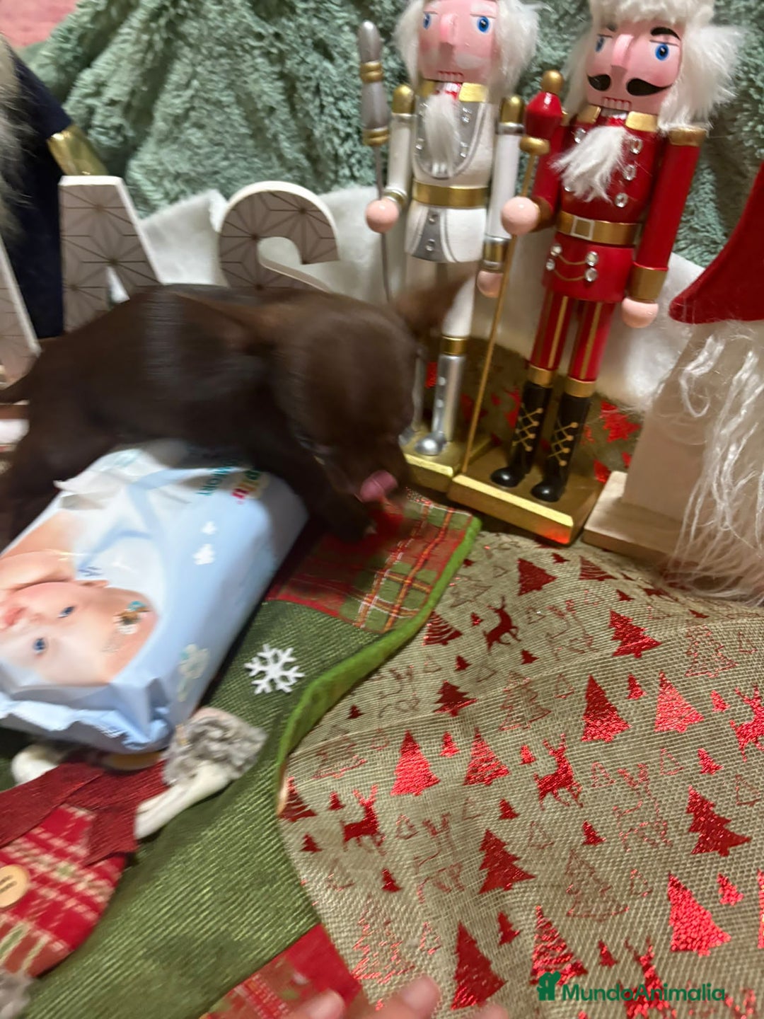 Chihuahua perros en venta: Chihuahua mini toy chocolate  - Anuncio 4