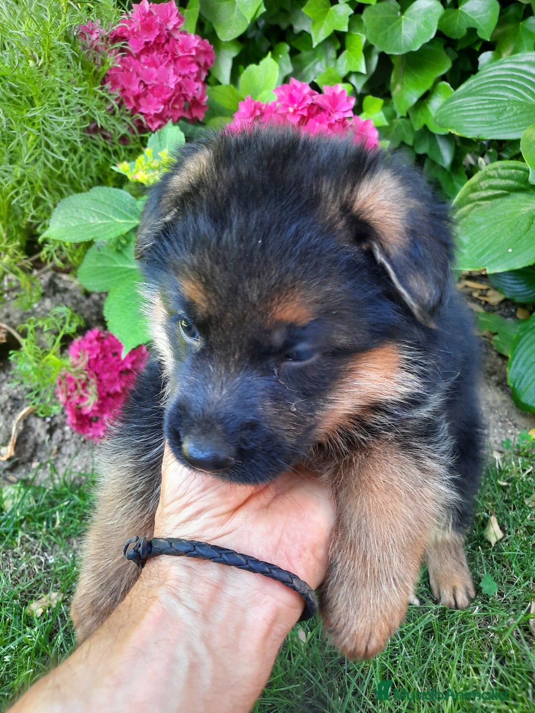 Pastor Alemán perros en venta: Pastores alemanes  - Imagen 2