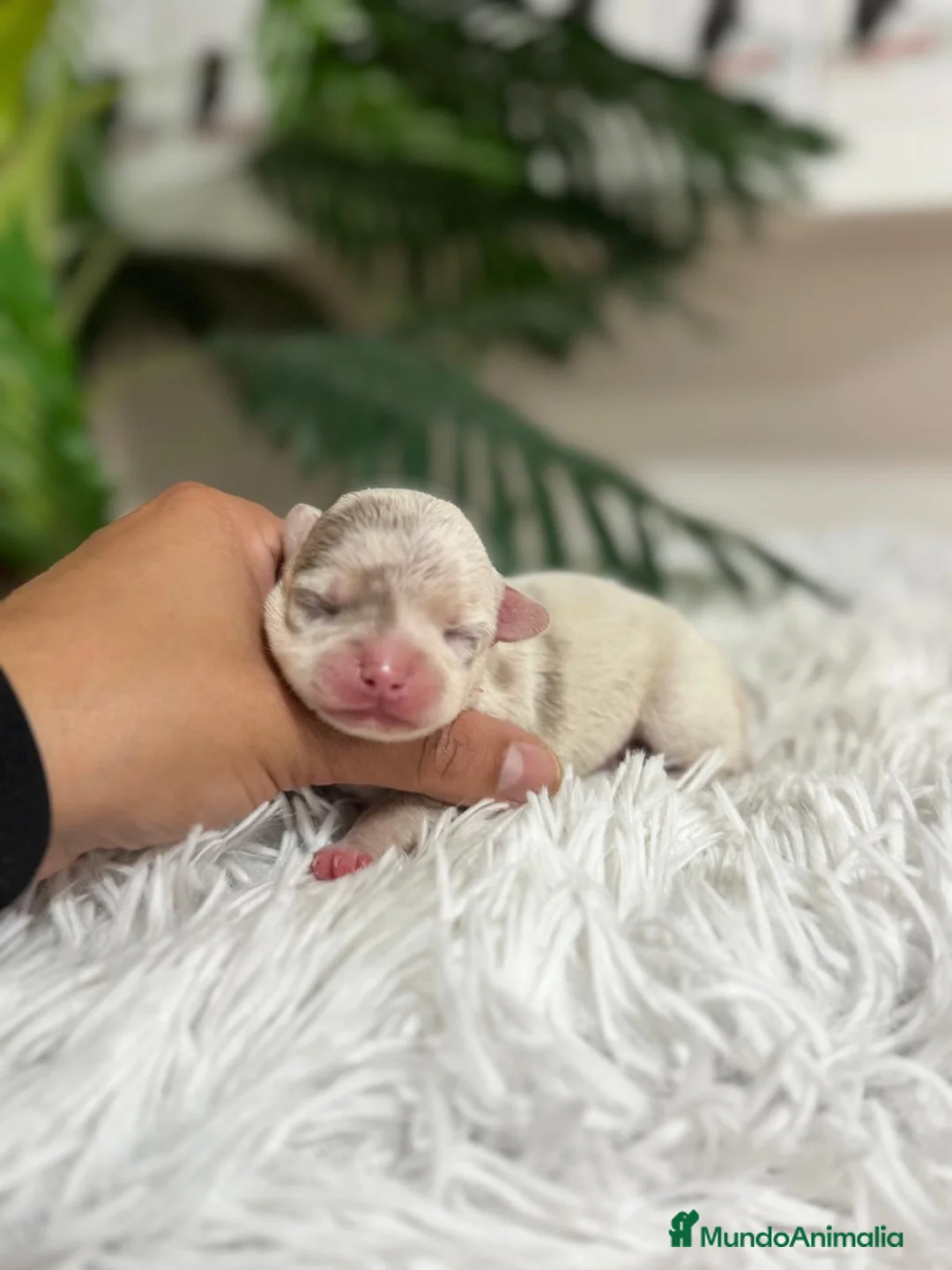 Chihuahua perros en venta: CHIHUAHUA MERLE  - Anuncio 7