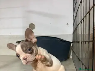 Bulldog Francés perros Bulldog Frances - Anuncio 1