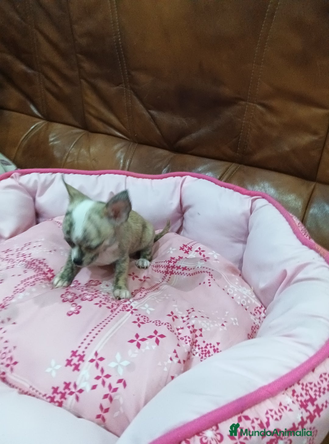 Chihuahua perros en venta: Chihuahua toy  - Anuncio 3