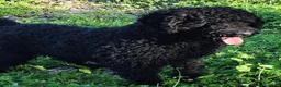 Perro de Agua Español perros en venta: Perros de agua de calidad  - Anuncio 4