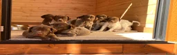 Braco Francés tipo Pirineos Talla Pequeña perros en venta: CACHORROS DE BRACO FRANCÉS DE SUSAN DE BEAUTÉ - Anuncio 7