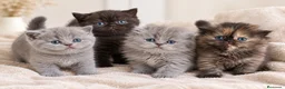 Británico de Pelo Largo gatos en venta: PRECIOSOS BRITISH SHORTHAIR & LONGHAIR ✨🐱 - Anuncio 1