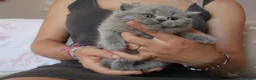 Británico de Pelo Corto Azul gatos en venta: 🐾 Gatitos British Shorthair Azules Exclusivos🐾 - Anuncio 13