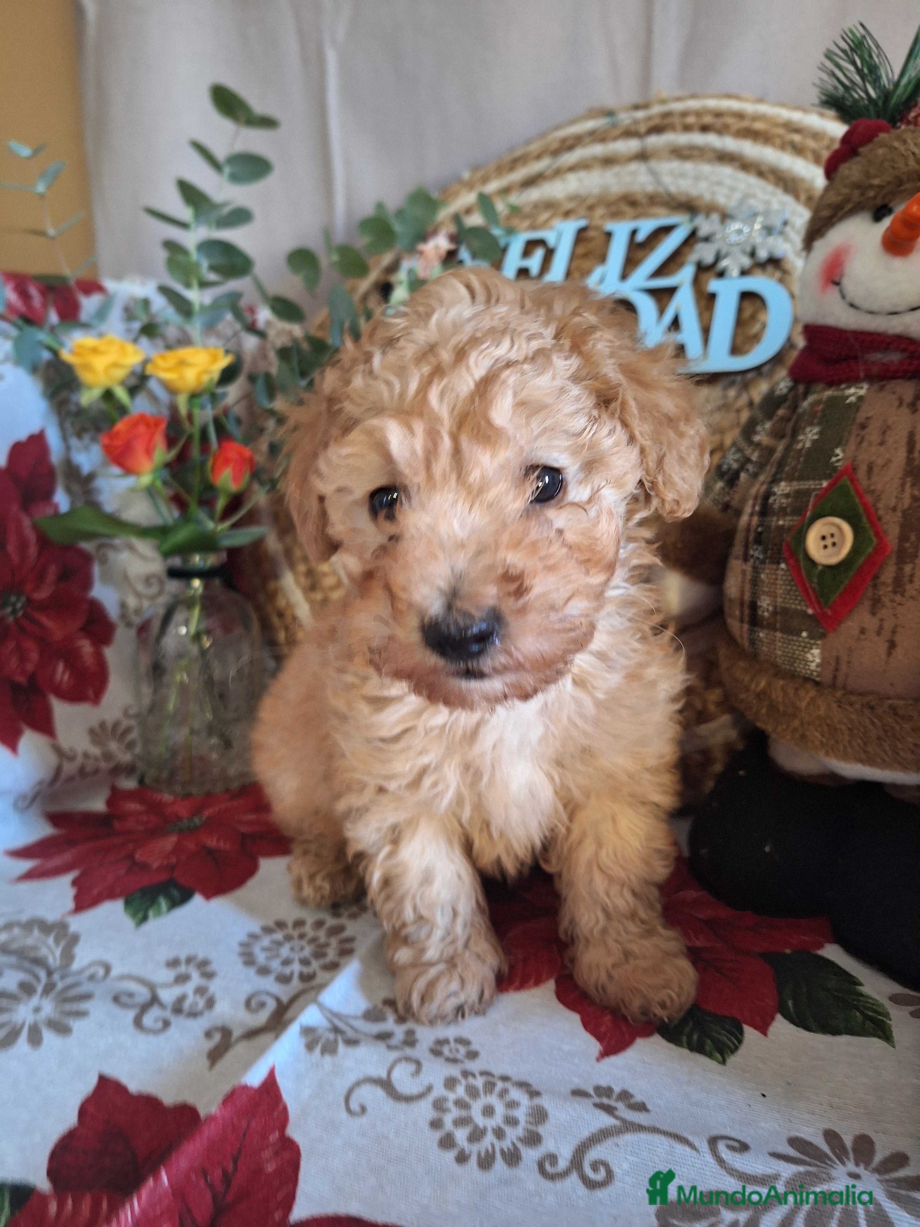 Caniche Toy perros CANICHE TOY - Anuncio 1