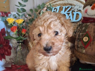 Caniche Toy perros CANICHE TOY - Anuncio 1