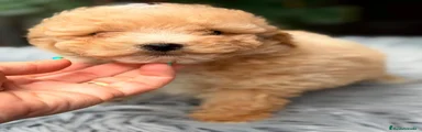 Caniche Enano 1