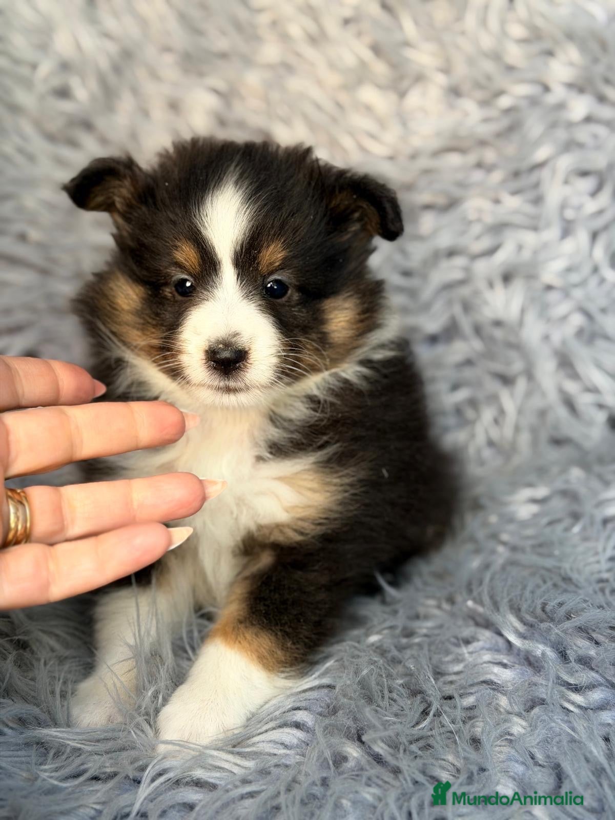 Perro Pastor de las Shetland perros en venta: Macho shetland tricolor  - Anuncio 3