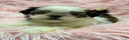 Shih Tzu perros en venta: Shih Tzu hembra  - Anuncio 1