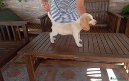 Beagle perros en venta: Beagles tricolores y bicolores económicos - Imagen 2