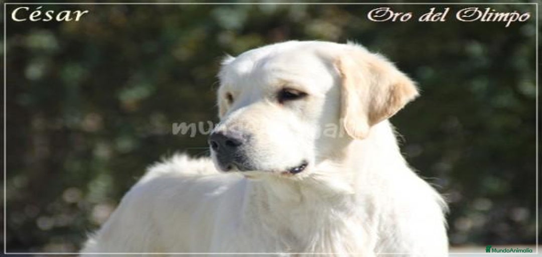 Imagen de galería {{count}}