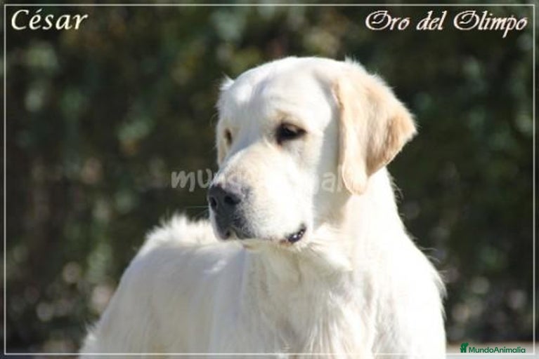 Imagen de galería {{count}}