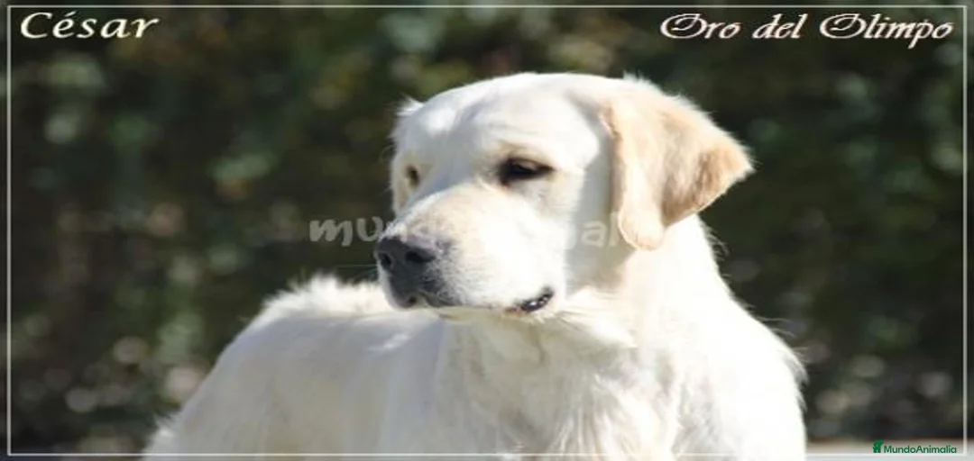 Imagen de galería {{count}}