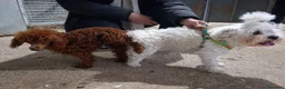 Maltipoo perros en venta: Maltipoo - Anuncio 9