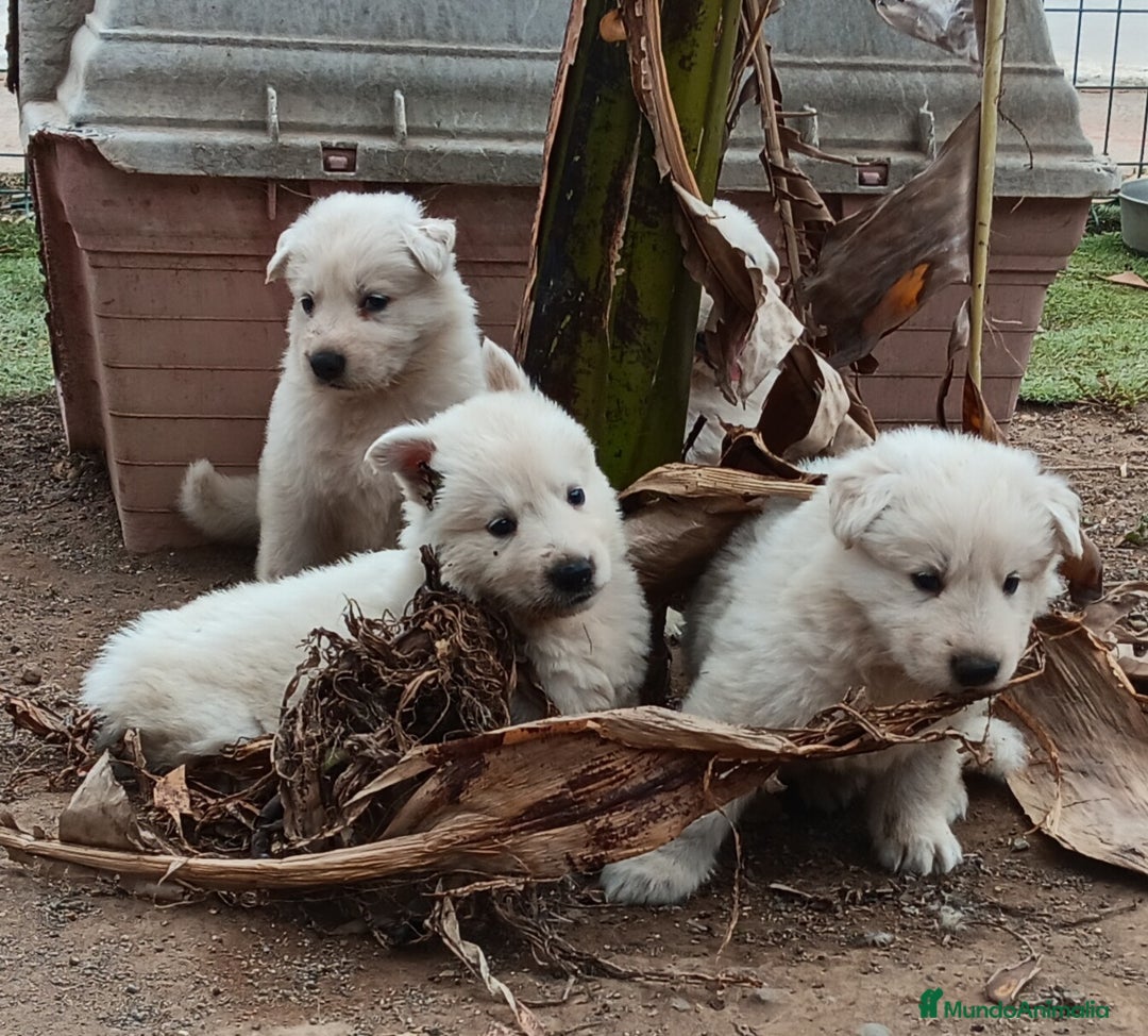 Pastor Blanco Suizo perros en venta: Pastor Blanco Suizo  - Imagen 9