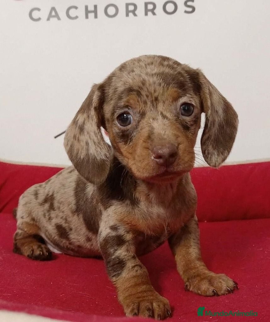 Teckel perros Teckel kanichen - Anuncio 1