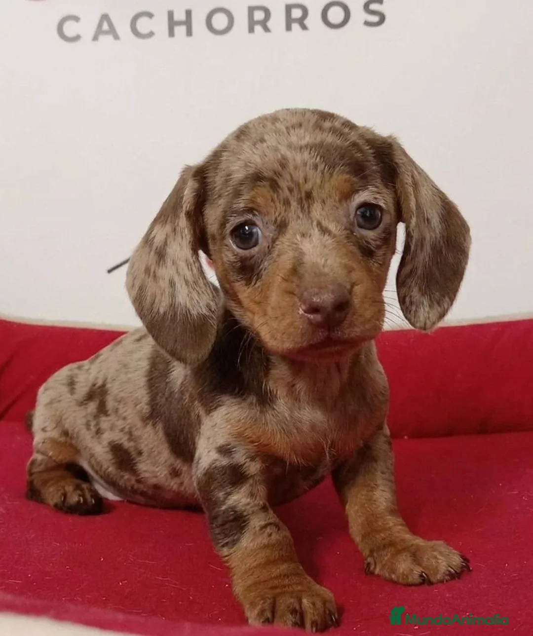 Teckel perros en venta: Teckel kanichen - Anuncio 1