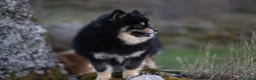 Pomerania perros en venta: Hembra Pomerania cubierta  - Anuncio 4