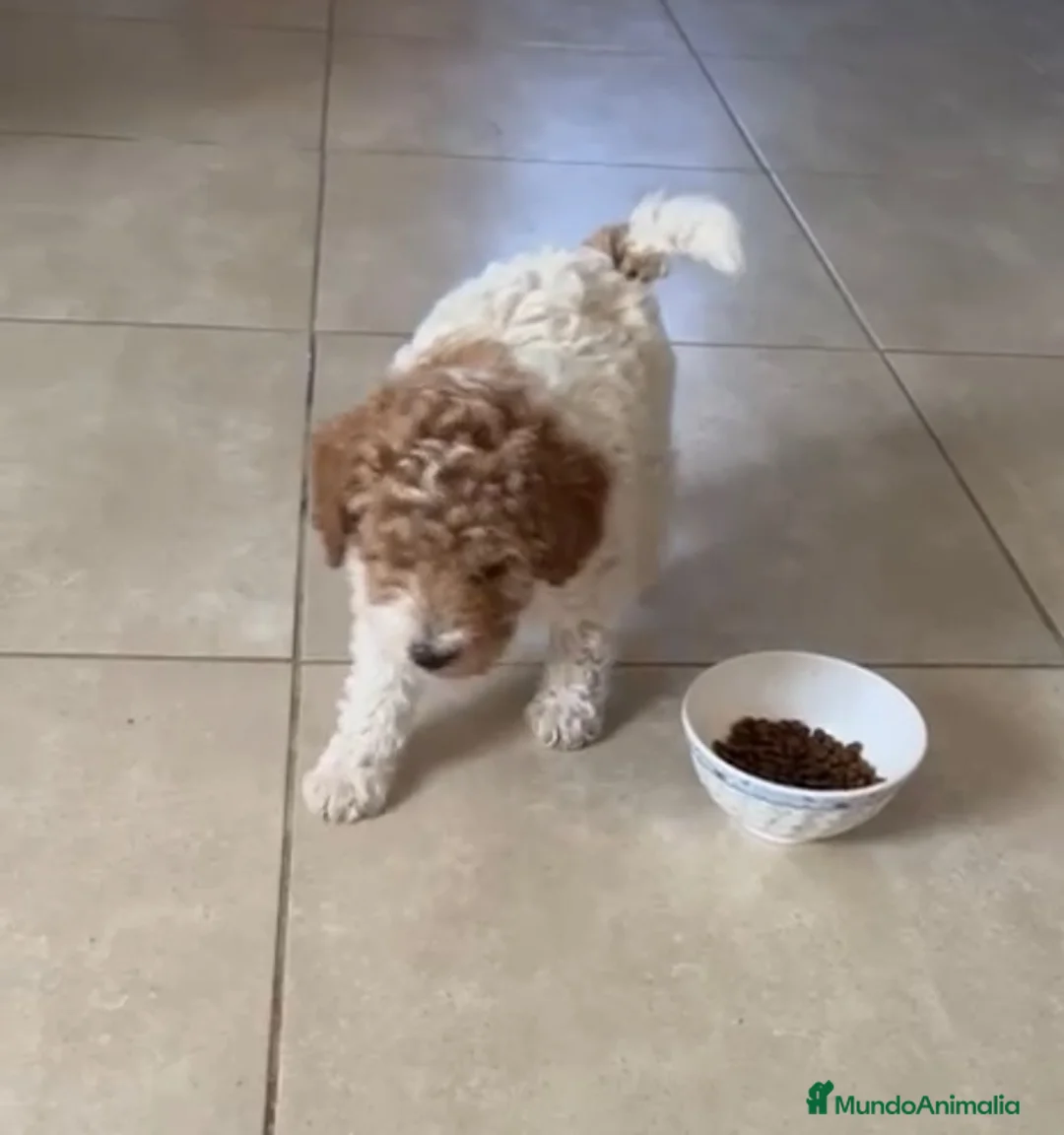 Caniche Toy perros en venta: Caniche Toy 641387649 - Anuncio 2