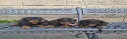 Teckel perros en venta: Teckel Standard Pelo Duro  - Anuncio 3
