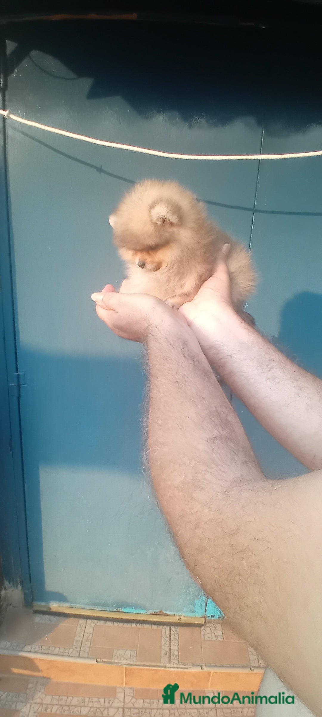 Pomerania perros en venta: Preciosos pomeranias americanos boo  - Imagen 1