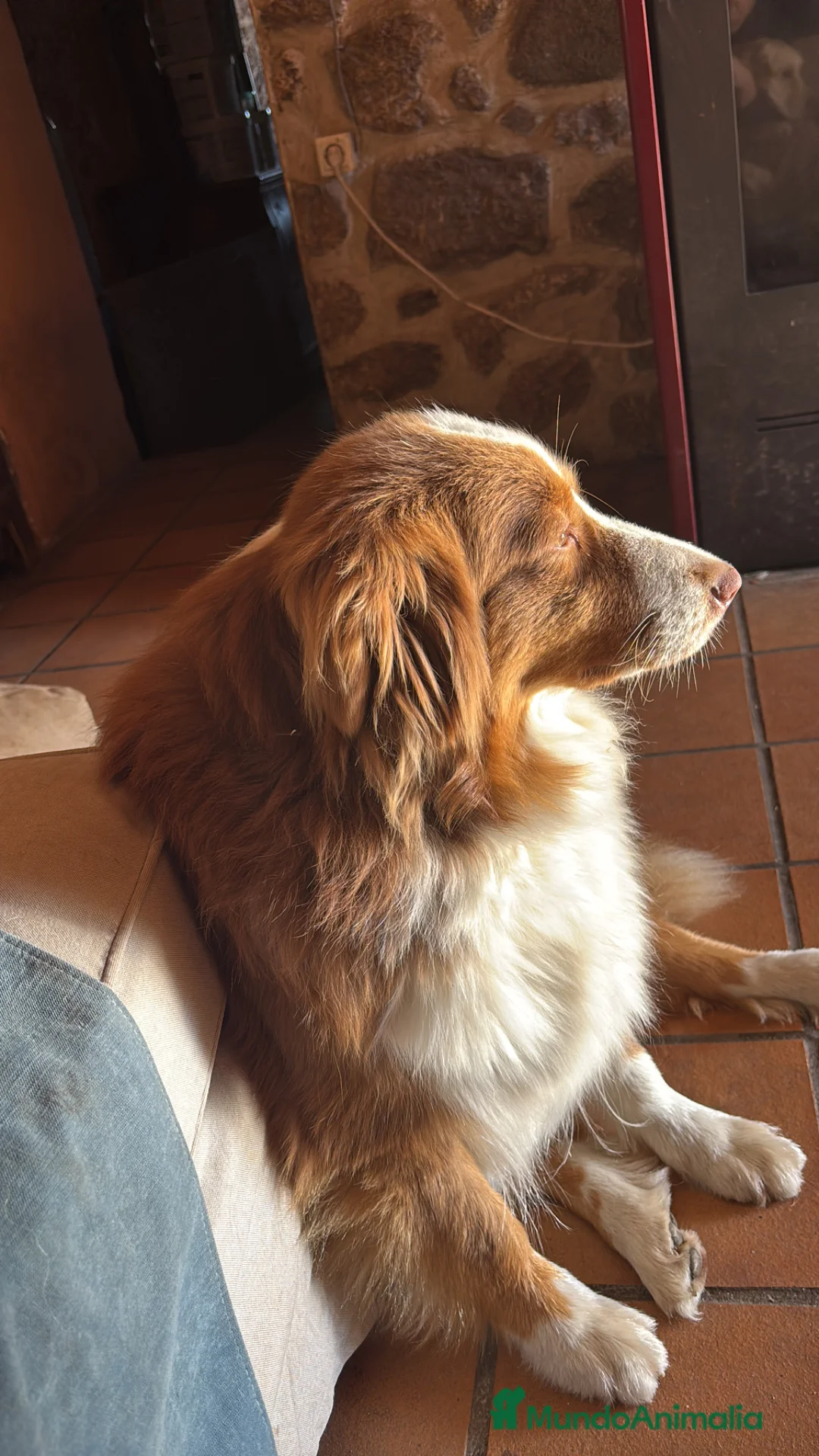 Pastor Australiano perros en venta: Excepcionales pastores australianos  - Anuncio 2