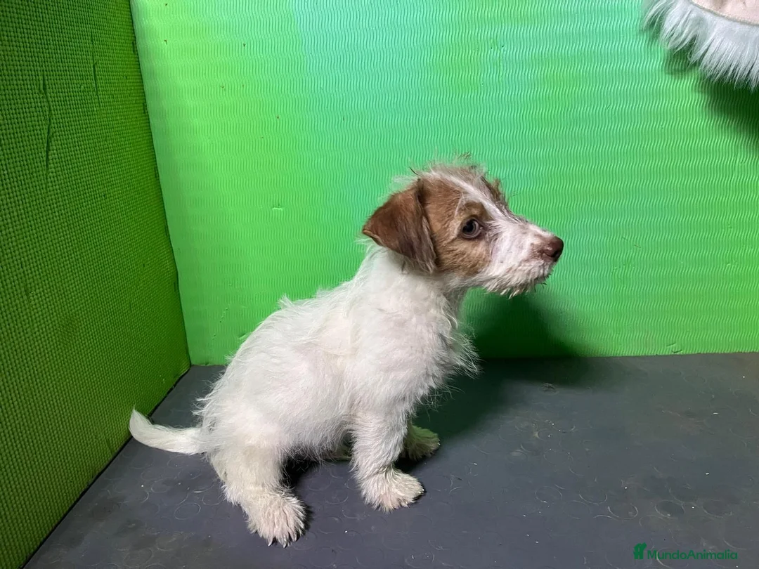 Jack Russell Terrier perros en venta: Excelente cachorro Jack Russell  - Anuncio 2
