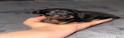 Pinscher Miniatura perros en venta: Pinscher miniatura - Anuncio 30