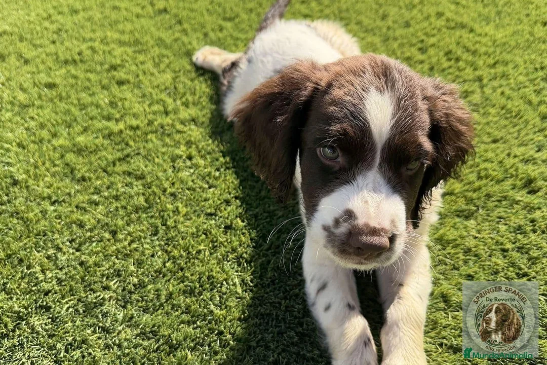 English Springer Spaniel perros en venta: Leo de Reverte - Anuncio 2