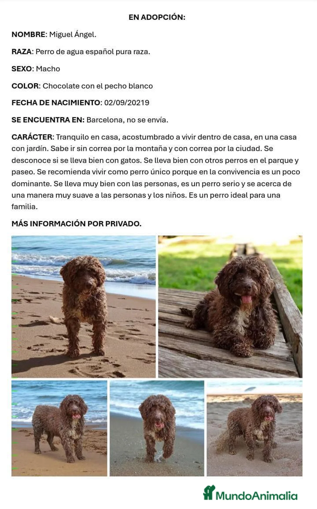 Perro de Agua Español perros en adopcion: Adopción Perro De Agua Español - Anuncio 2