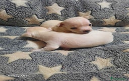 Chihuahua perros en venta: Chihuahua  - Imagen 1