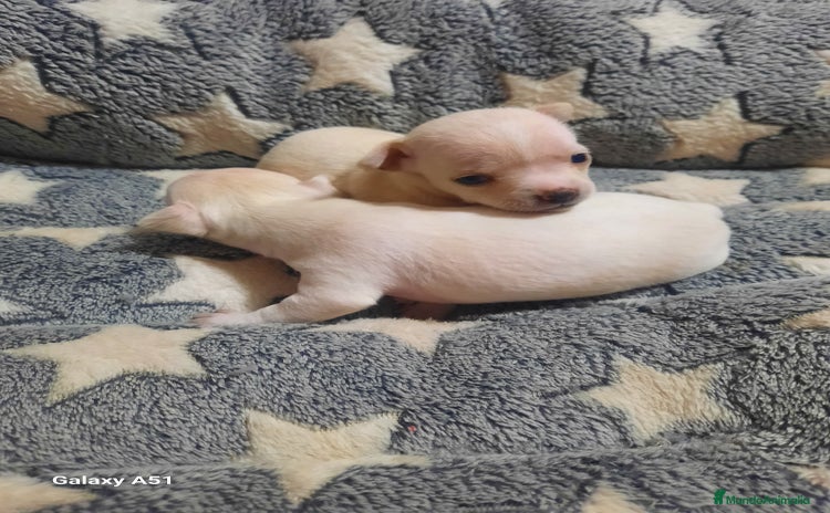 Chihuahua perros - Anuncio 1
