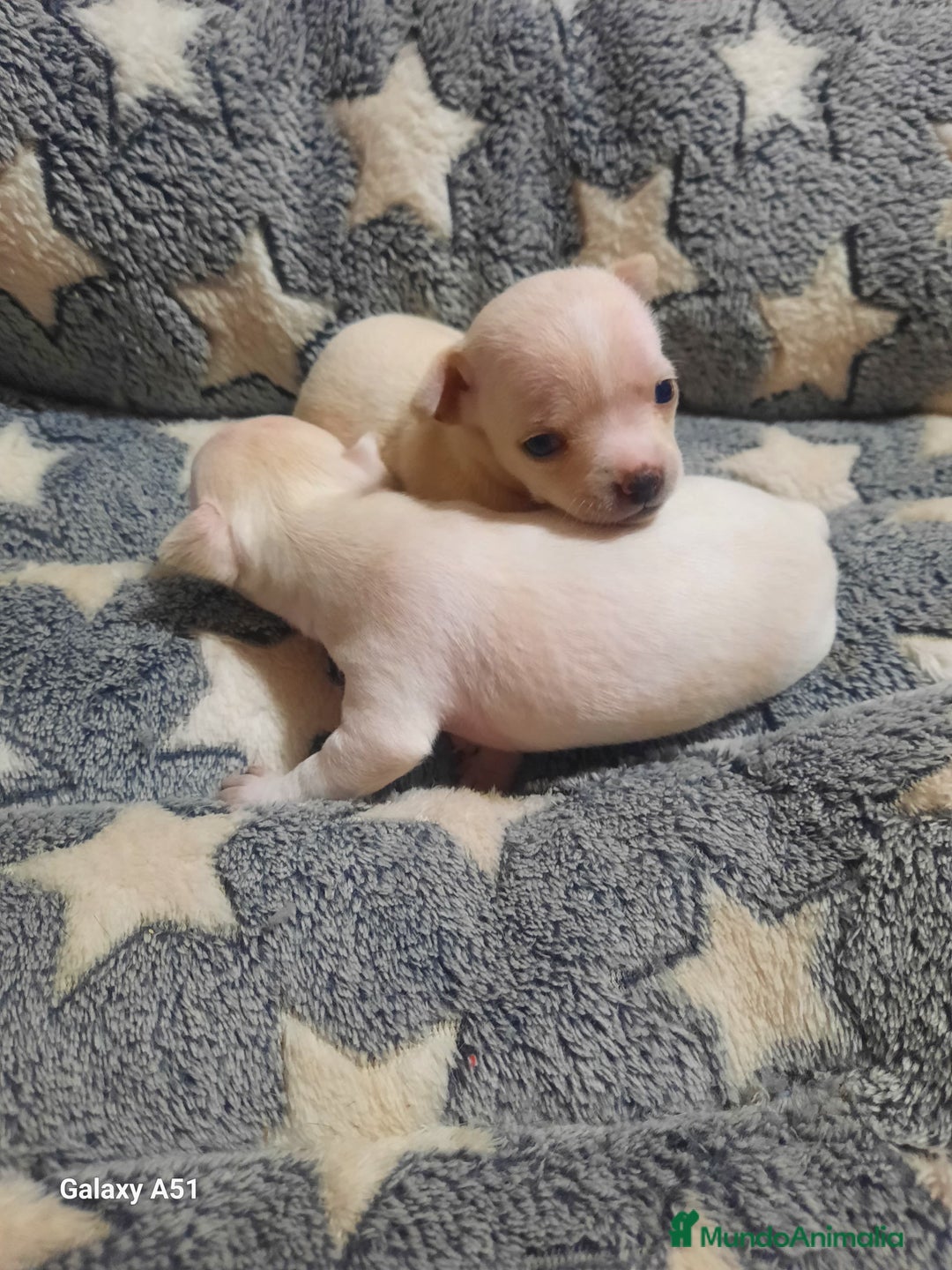 Chihuahua perros en venta: Chihuahua  - Imagen 1