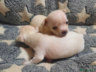 Chihuahua perros Chihuahua - Anuncio 14