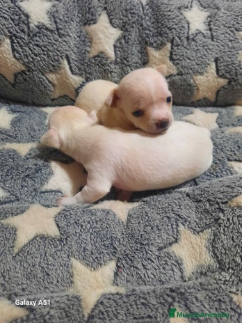 Chihuahua perros Chihuahua - Anuncio 6