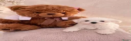 Bichón Maltés perros en venta: Bichon Maltese Coreano hembra  - Anuncio 2