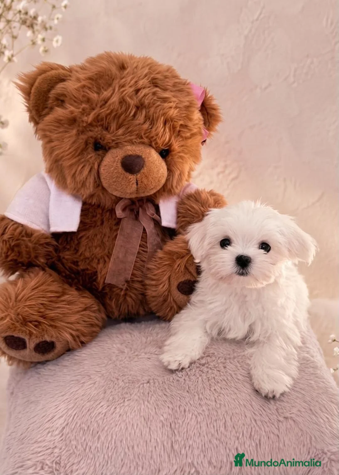 Bichón Maltés perros en venta: Bichon Maltese Coreano hembra  - Anuncio 2