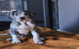 Dogo Alemán perros en venta: Cachorrita de Gran Danes  - Anuncio 2