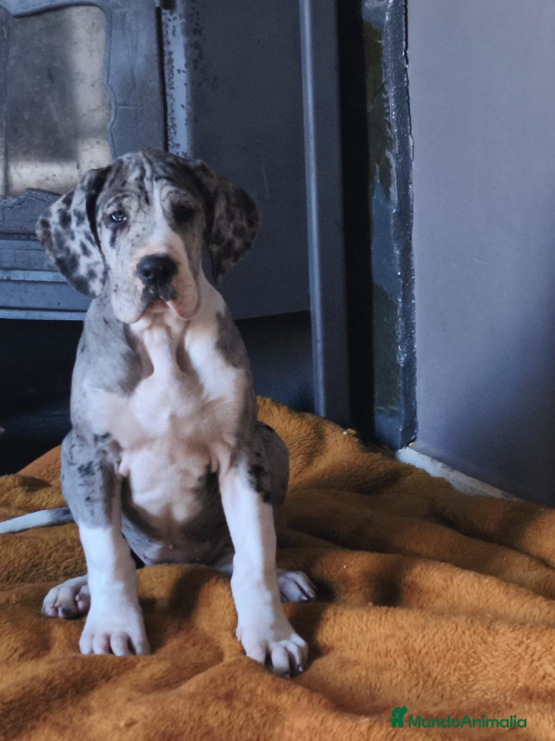 Dogo Alemán perros en venta: Cachorrita de Gran Danes  - Anuncio 2