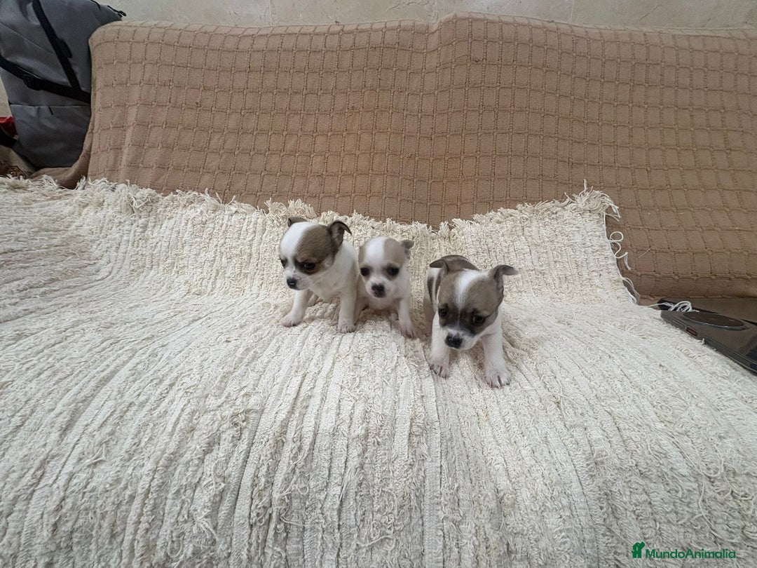 Chihuahua perros en venta: Chihuahua toy - Anuncio 4