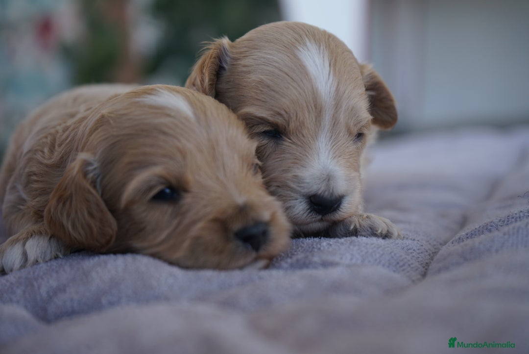 Maltipoo perros en venta: 🐾 Kepi y Harry – Maltipoo color crema ☁️ - Imagen 6