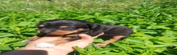 Raza Mixta perros en venta: Cruce de bodequero con chihuahua  - Anuncio 3