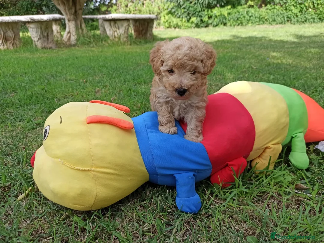 Caniche Enano perros en venta: Caniches en Barcelona - Anuncio 3