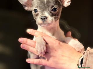 Chihuahua perros CHIHUAHUA BLANCA Y BLUE - Anuncio 1